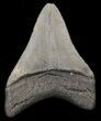 Serrated, Glossy, Megalodon Tooth - South Carolina #41806-1